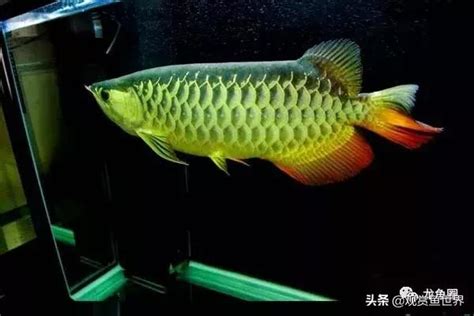 龍魚擋災|從新手養金龍魚至今心得(開缸至穩定)